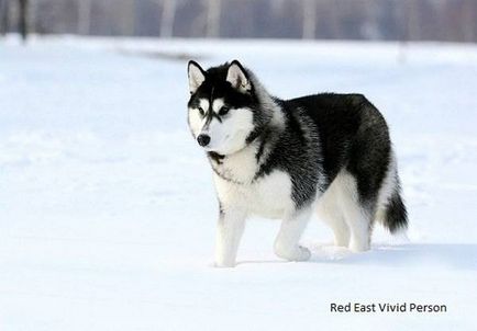 Husky, fotografie husky din Siberia, câine de câine Chukchi - singurul strămoș direct al rasei