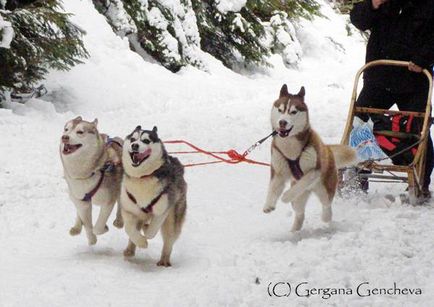 Husky, fotografie husky din Siberia, câine de câine Chukchi - singurul strămoș direct al rasei