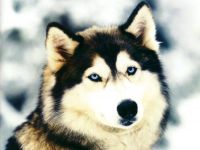 Husky, fotografie husky din Siberia, câine de câine Chukchi - singurul strămoș direct al rasei