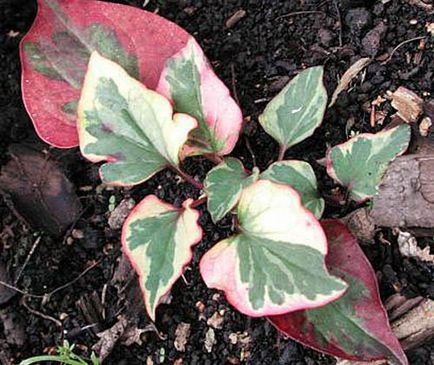 Хауттюйнія правила вирощування, догляду та розмноження декоративно-листяні почвопокровнікі