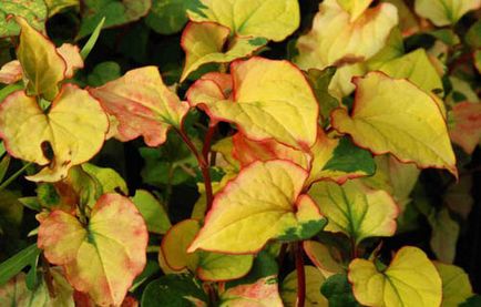 Хауттюйнія правила вирощування, догляду та розмноження декоративно-листяні почвопокровнікі