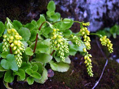 Hiastophyllum, casă, grădină, grădină