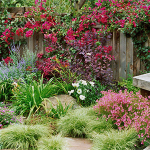 Hiastophyllum, casă, grădină, grădină
