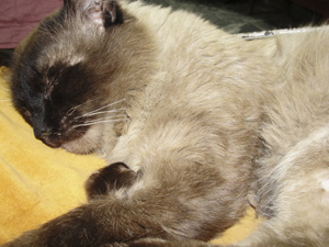 Chilothorax la pisici - dieta cu chilotorax, tratament la Moscova