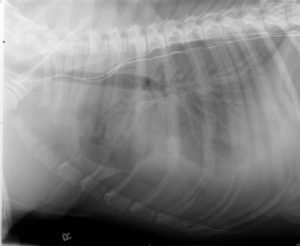 Chylothorax macskáknál, kezelésére chylothorax, hogy mi az esélye (chylothorax) Chylothorax macskáknál, kezelésére chylothorax, hogy mi az esélye
