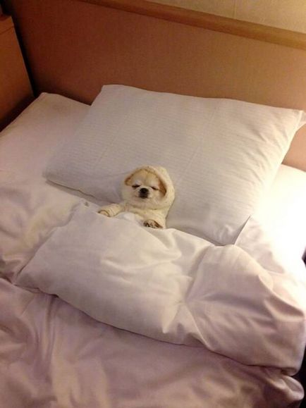 Хіт-парад фотографій собак в ліжку