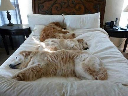 Hit parada de imagini de câini în pat