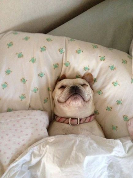 Хіт-парад фотографій собак в ліжку
