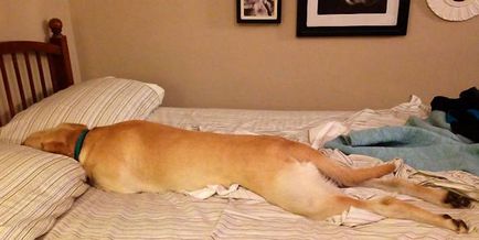 Találat kutya fotók az ágyban