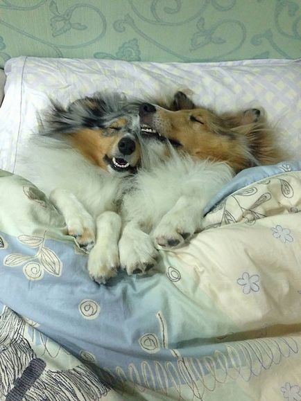 Hit parada de imagini de câini în pat
