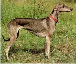 Horta Greyhound, un blog despre câini