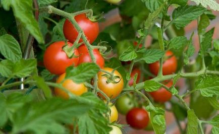 Зберігання помідорів в зимовий період - agroxxi