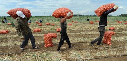 Зберігання помідорів в зимовий період - agroxxi