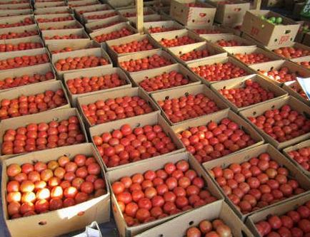 Зберігання помідорів в зимовий період - agroxxi