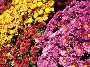 Crizantema în grădina de toamnă - fotografie, crizanteme