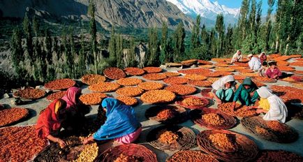 Hunza - ficat de lungă durată