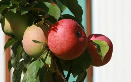 Яблуні всі плодоносять через рік