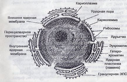 Nucleul unei celule