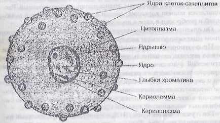 A sejtmag (perinukleáris) atommag