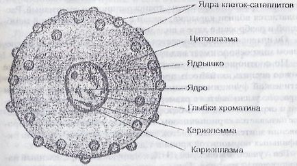 Nucleul unei celule