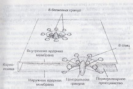 Nucleul unei celule