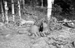 Fantomele misterioase ale celui de-al treilea erau în căutarea unei ramuri anerbe din Karelia, o privire dincolo de față
