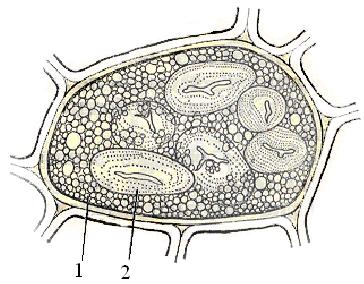 Запасні речовини рослинної клітини