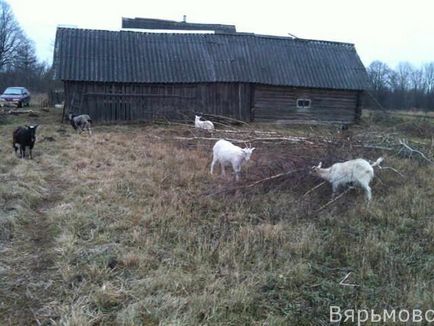 Заробляти гроші на кіз