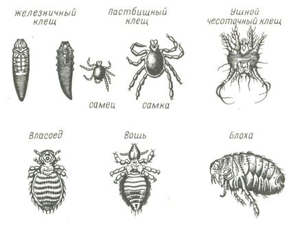 Інфекційні хвороби собак, службове собаківництво, поради починаючому собаківникові любітелюсодержаніе