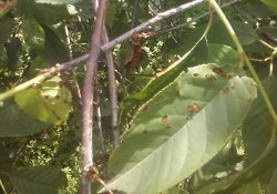 Protecția prunelor și a cireșelor de boli și dăunători