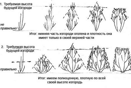 Un hedge de caprifoi pentru o reședință de vară și cultivarea propriilor situri, aterizare și ieșire