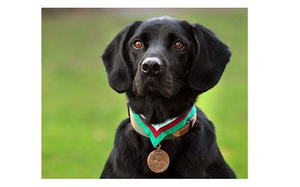 Ero-animale premiate cu medalii