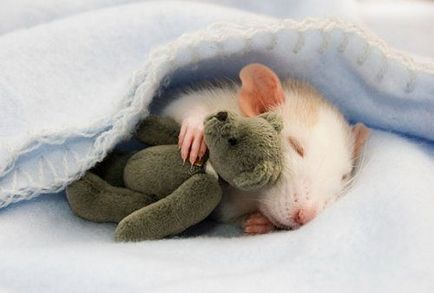 Animale care iubesc foarte mult dormitul cu jucarii
