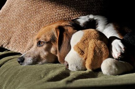 Animale care iubesc foarte mult dormitul cu jucarii