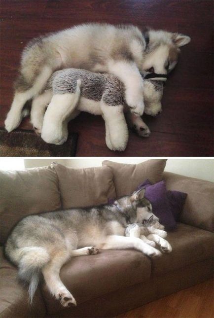 Az állatokat, amelyek nagyon szereti alszik játékokkal