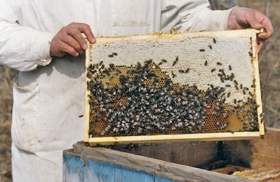 A magazin „Méhészeti” - méh rekord