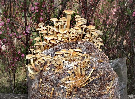 Agaricile de iarnă sunt cultivate pe balcon