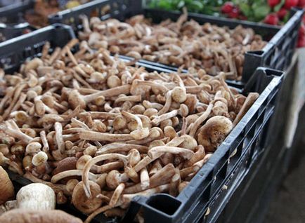 Agaricile de iarnă sunt cultivate pe balcon