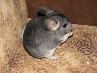 Introducerea chinchilla