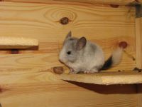 Introducerea chinchilla