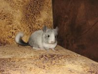 Introducerea chinchilla