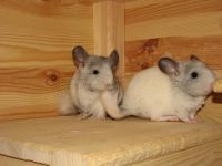 Introducerea chinchilla