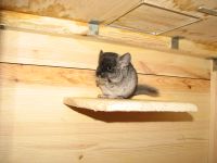 Introducerea chinchilla