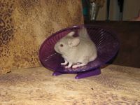 Introducerea chinchilla