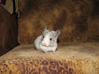 Introducerea chinchilla