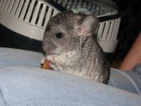 Introducerea chinchilla