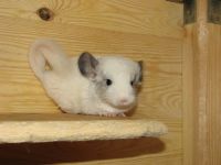 Introducerea chinchilla