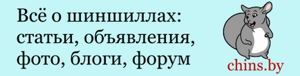 знайомство шиншил