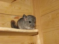 Introducerea chinchilla