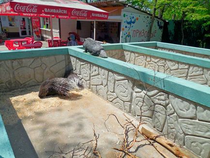 Gradina zoologica din Vladivostok